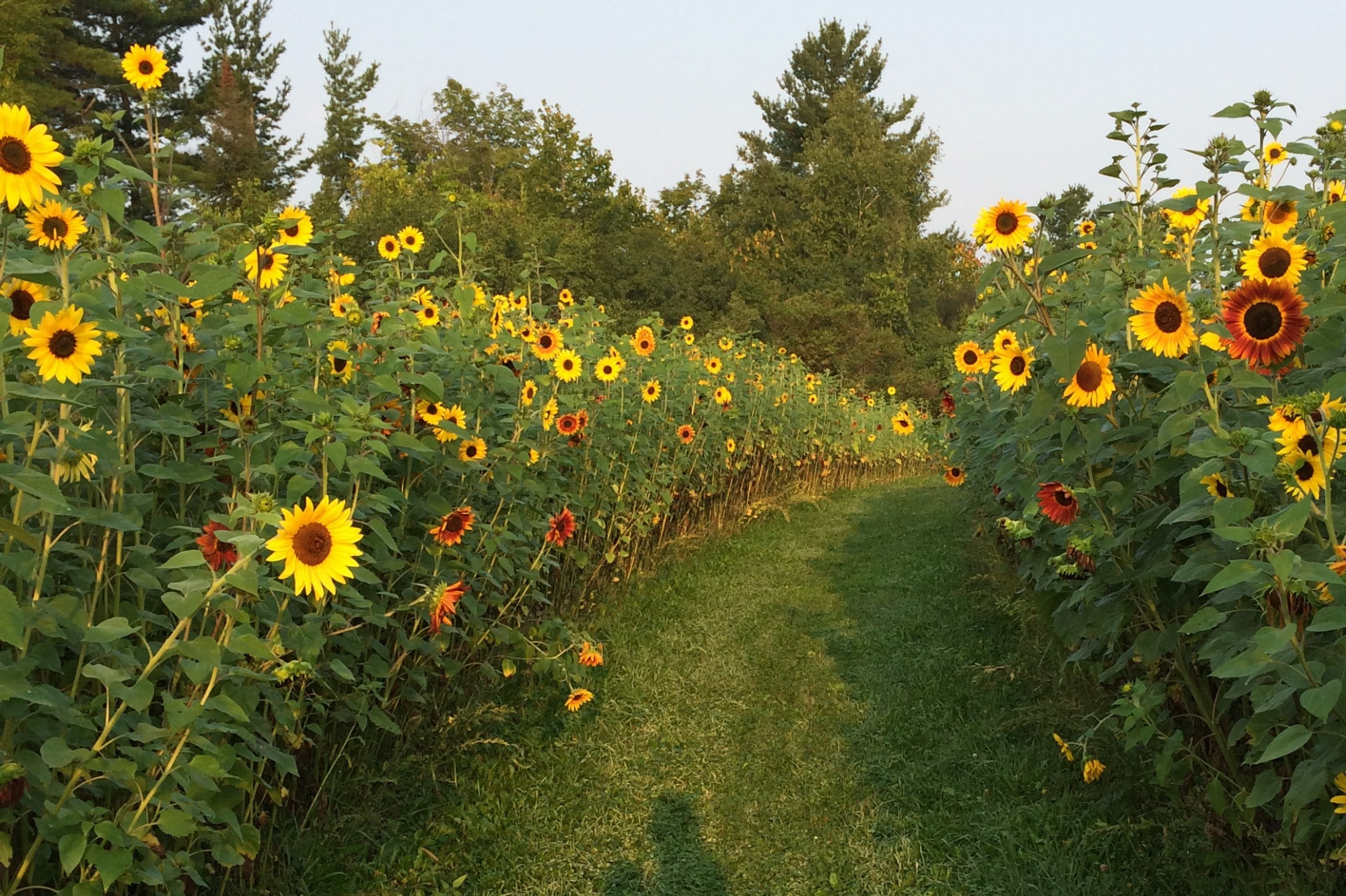 A photograph of sunflowers.